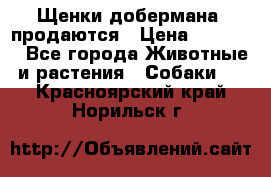 Щенки добермана  продаются › Цена ­ 45 000 - Все города Животные и растения » Собаки   . Красноярский край,Норильск г.